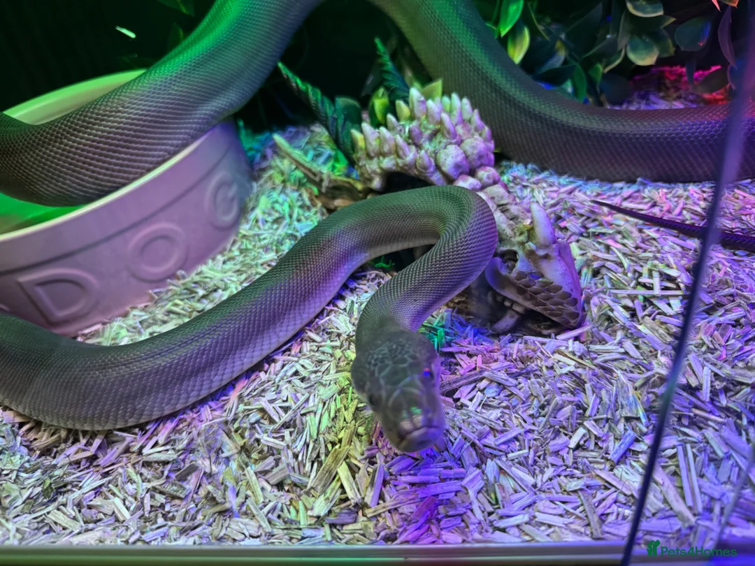 Python Snake reptiles for sale: Olive python male  in Nottingham - Advert 2