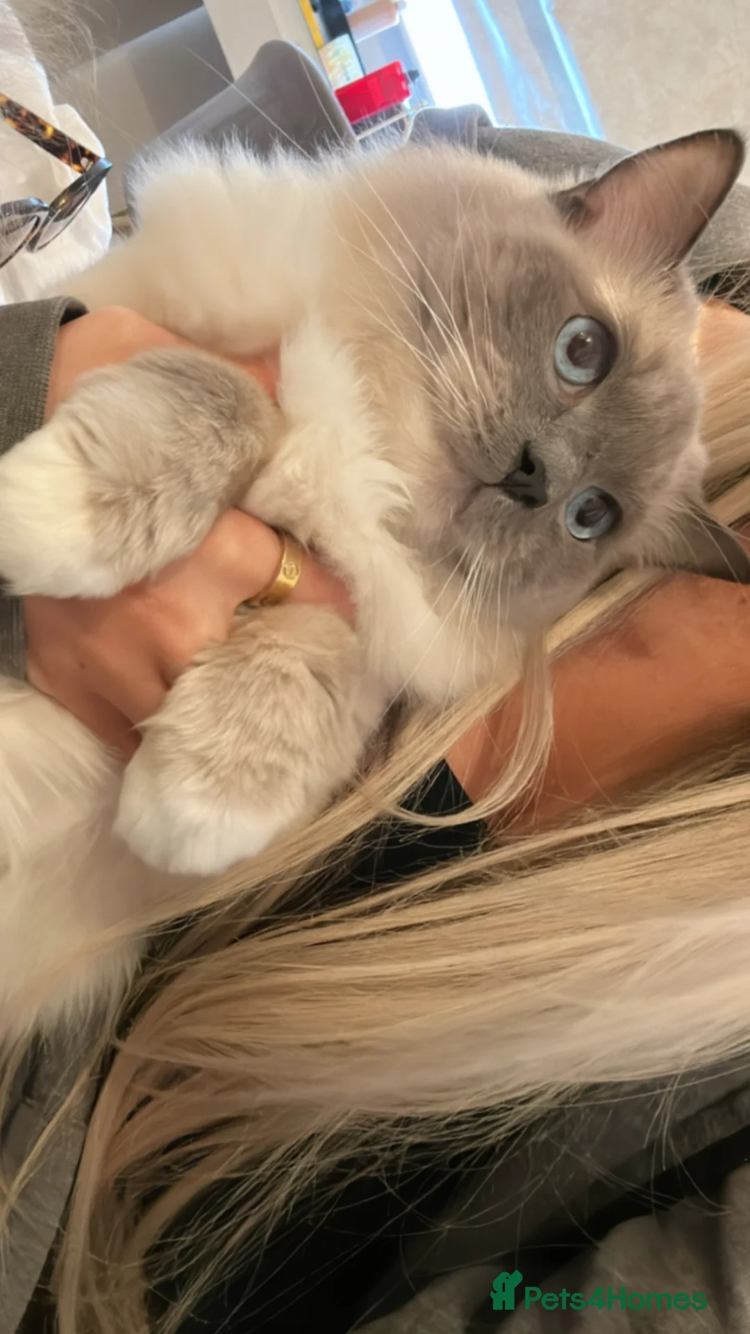Ragdoll cats for sale: Beautiful Cuddly Purebred Kittens in Great Yarmouth - Advert 4