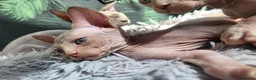 Sphynx cats for sale: Little sweet sphynx boys ready for new home 🐾 - Advert 34