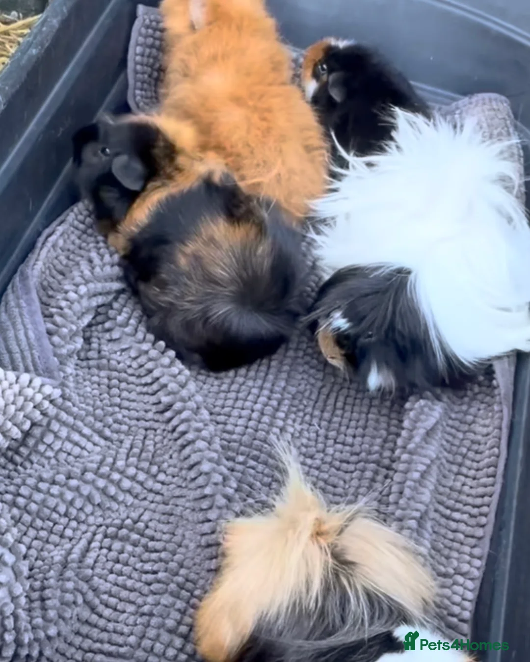 Guinea Pig rodents for sale: Gorgeous Guinea Pigs Looking For New Homes - Advert 2