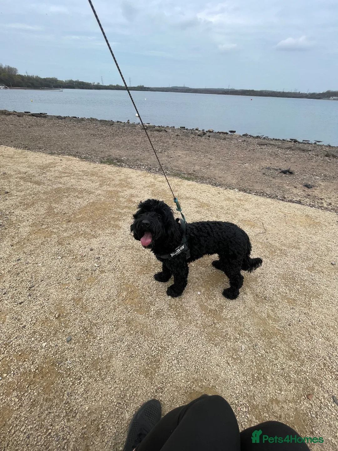 Cockapoo dogs for sale: 1 year old male cockapoo in Burntwood - Advert 4