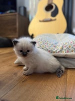 Ragdoll cats Ragdolls Kitten looking for sweet home - Advert 4