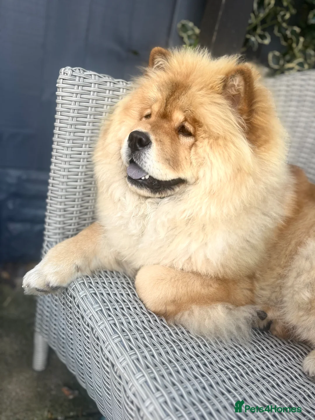 Chow Chow dogs for sale: Chow chow puppies  - Advert 1