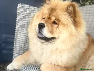 Chow Chow dogs Chow chow puppies - Advert 9