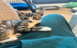Mixed Breed cats for sale: Male white tabby available for rehoming - Image 4