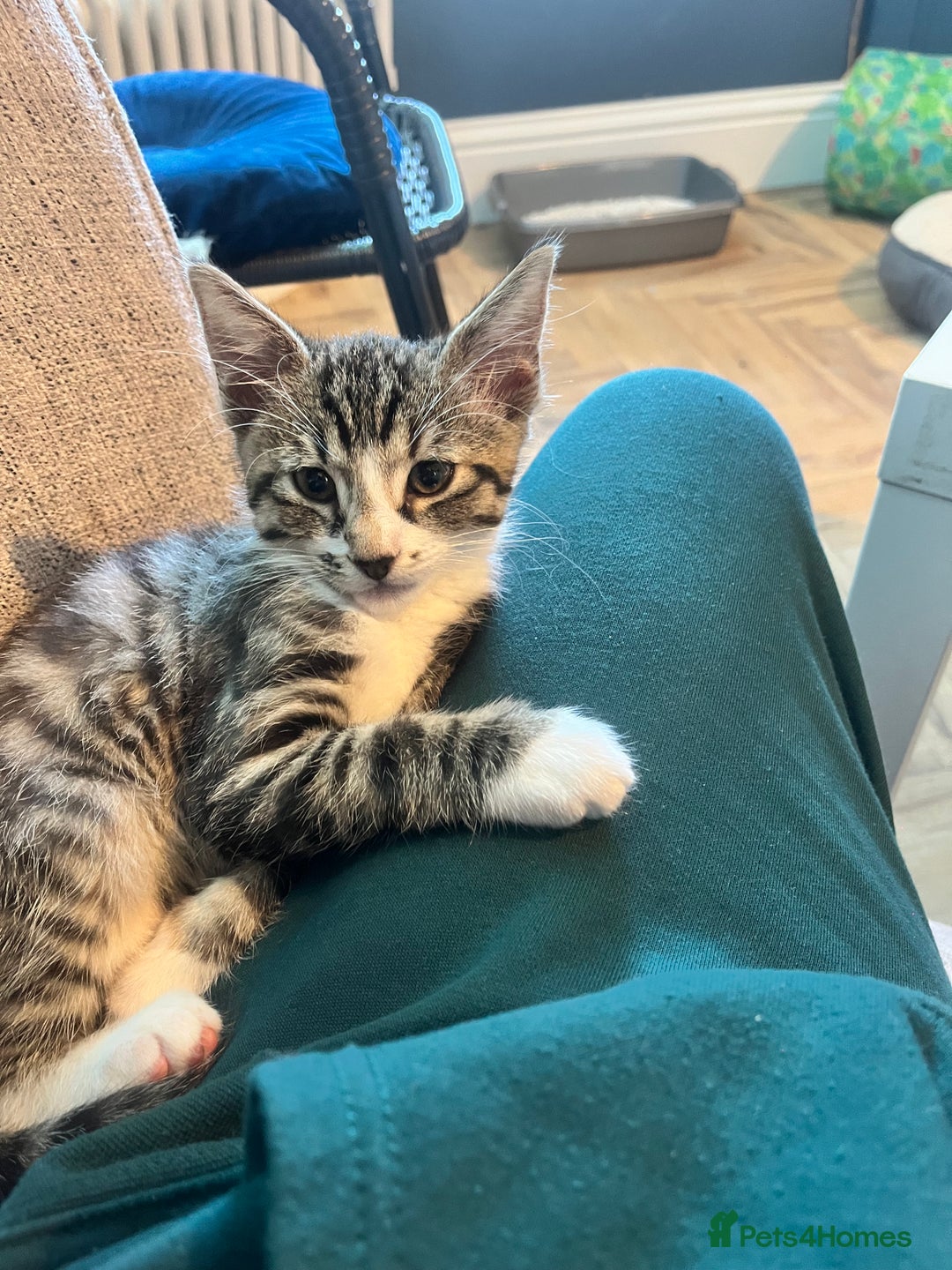 Mixed Breed cats for sale: Male white tabby available for rehoming - Image 4