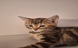 Domestic Shorthair cats for sale: ✨️ Beautiful 2 kittens 🩷🩵 Ready for homes now ✨️ - Image 15