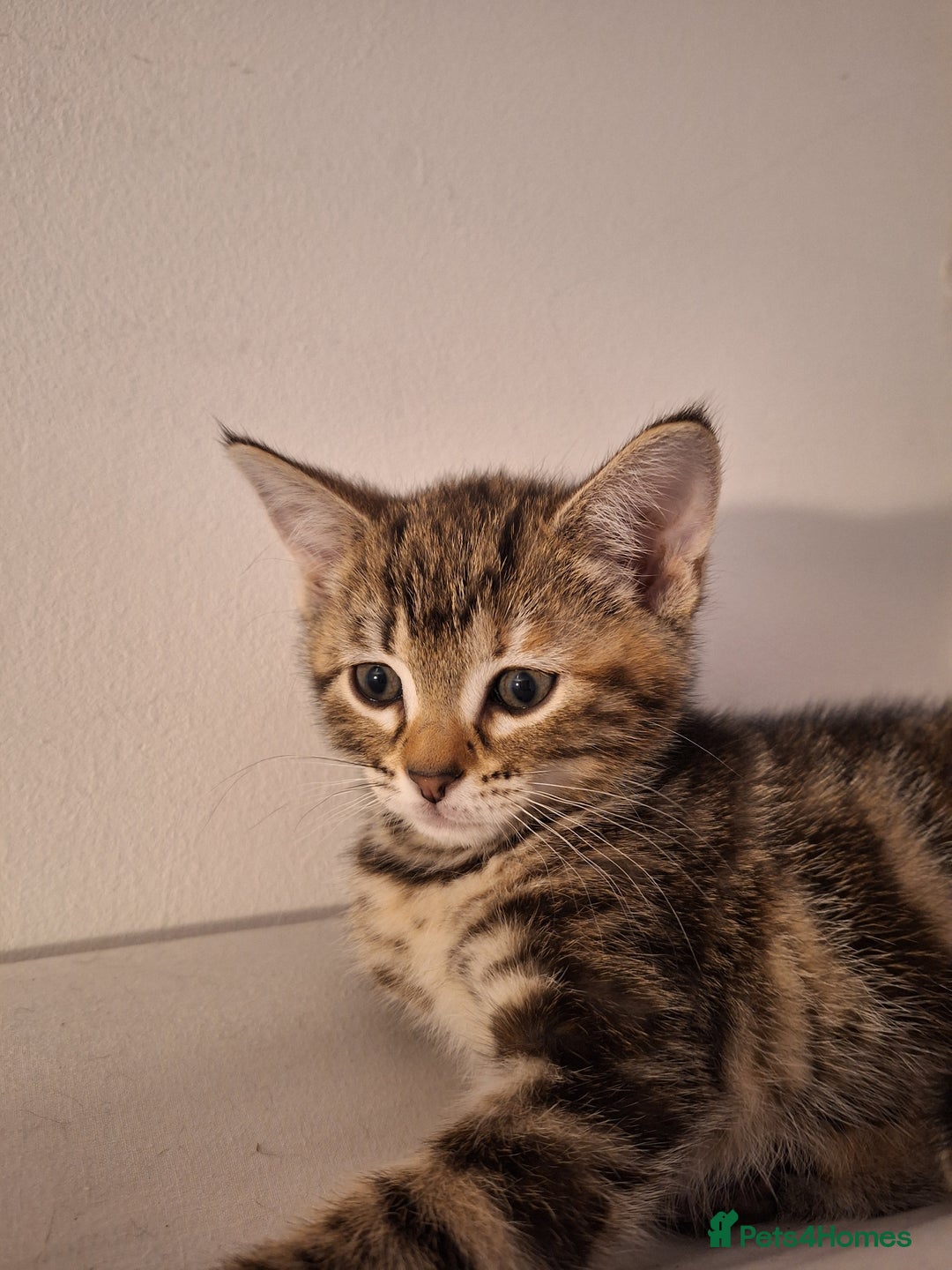 Domestic Shorthair cats for sale: ✨️ Beautiful 2 kittens 🩷🩵 Ready for homes now ✨️ - Image 15