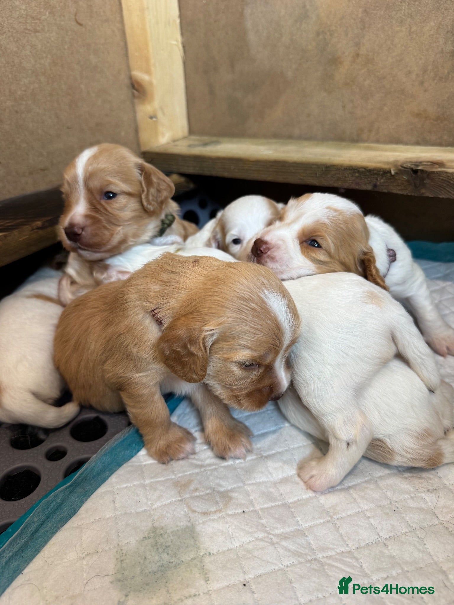 Sprocker dogs Gorgeous Sprocker Spaniel Puppies - Advert 1