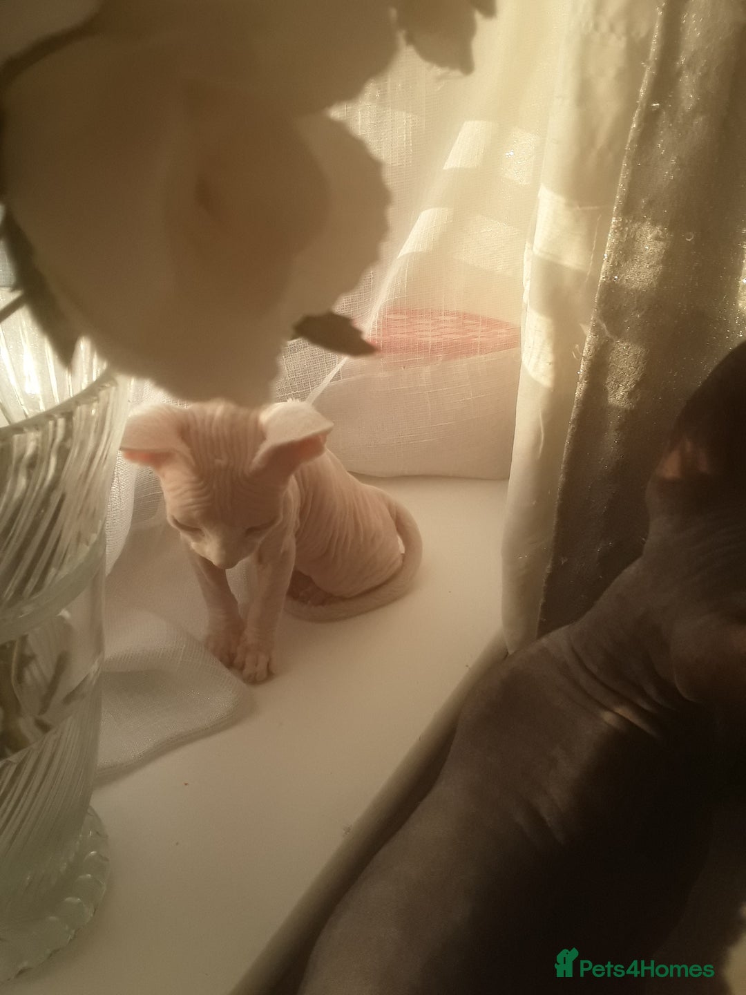 Sphynx cats for sale: Shuga Candi - Image 4