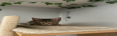 Mixed Breed Kitten 5