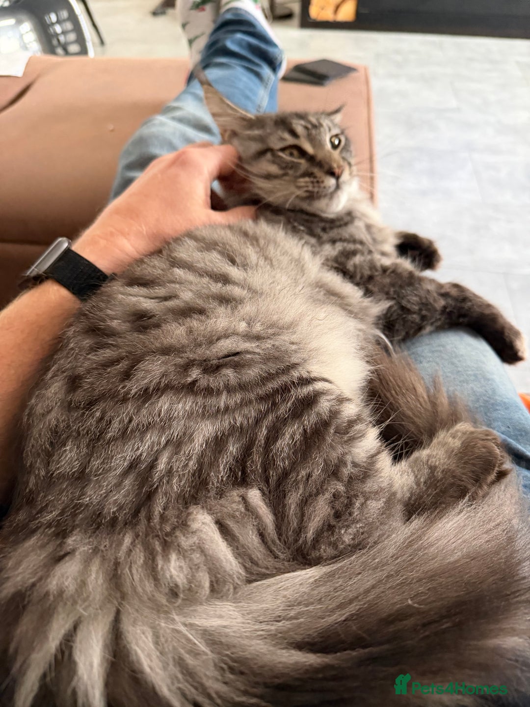 Maine Coon cats for sale: Mr Fink. Loving huge Maine coon - Image 3