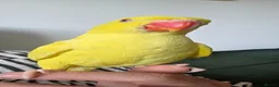 Ringnecks birds for sale: Beautiful ringneck for sale - Advert 1
