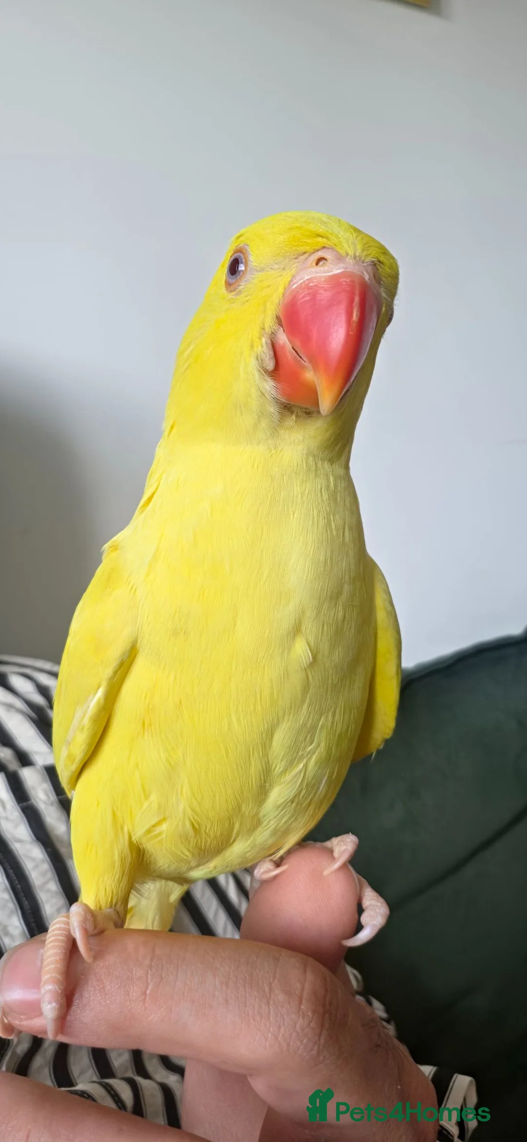 Ringnecks birds for sale: Beautiful ringneck for sale - Advert 1