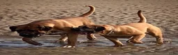 Boerboel dogs for sale: Boerboel puppies  in Southport - Advert 1