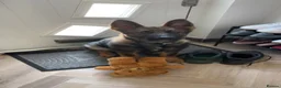 German Shepherd dogs for sale: Kenzo in Halifax - Advert 16