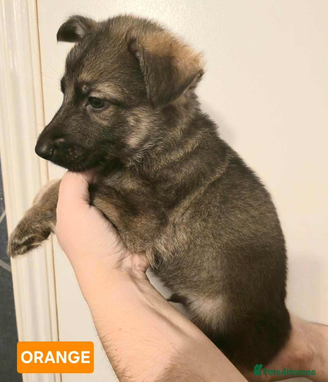 German Shepherd dogs for sale: German Shepherd Puppies - Advert 13