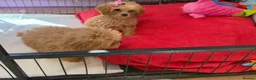 Poochon dogs for sale: Health Tested Fully Vaccinated Poochon Puppies  - Advert 15