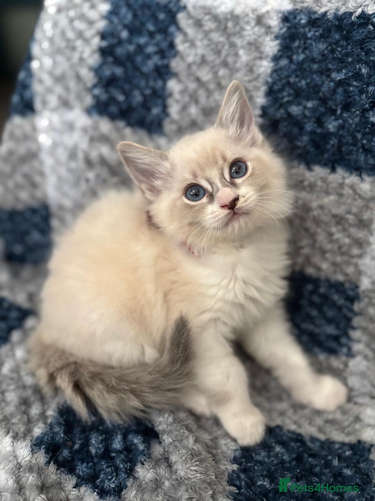 Ragdoll cats Beautiful Ragdoll kittens  - Advert 4