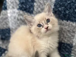 Ragdoll cats Beautiful Ragdoll kittens - Advert 4