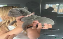 French Bulldog dogs for sale: Ready to leave on the 12th of September - Image 34