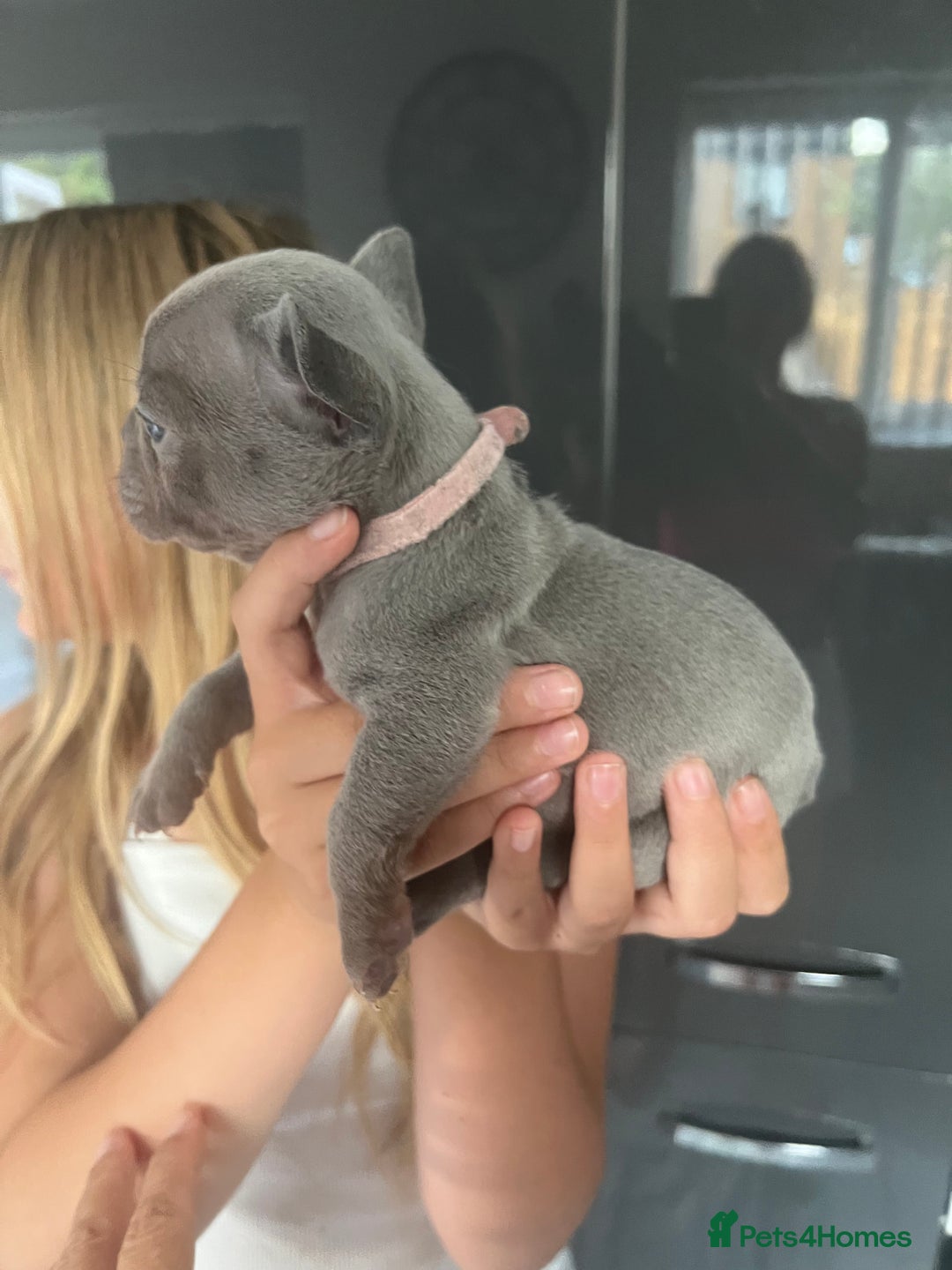 French Bulldog dogs for sale: Ready to leave on the 12th of September - Image 34