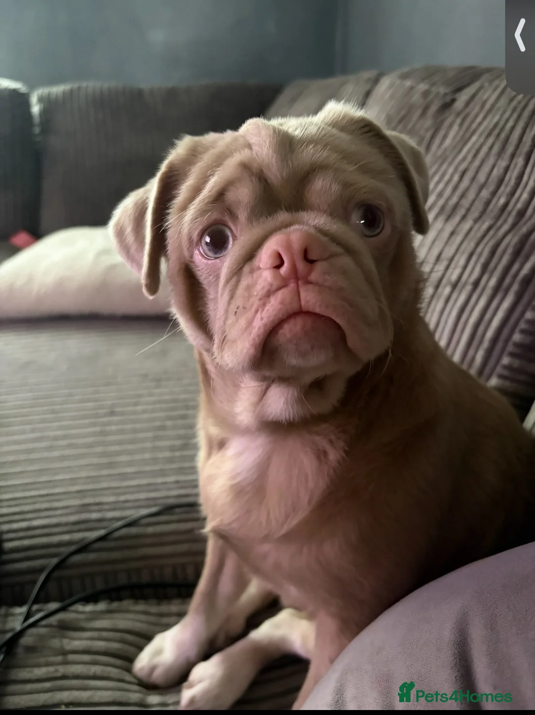 Pug dogs for sale: Adult male pink pug  in Coventry - Advert 2