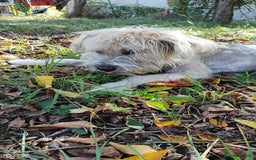 Mixed Breed dogs for adoption: Randolph, 2 - 3 yrs. Available for adoption. - Image 32