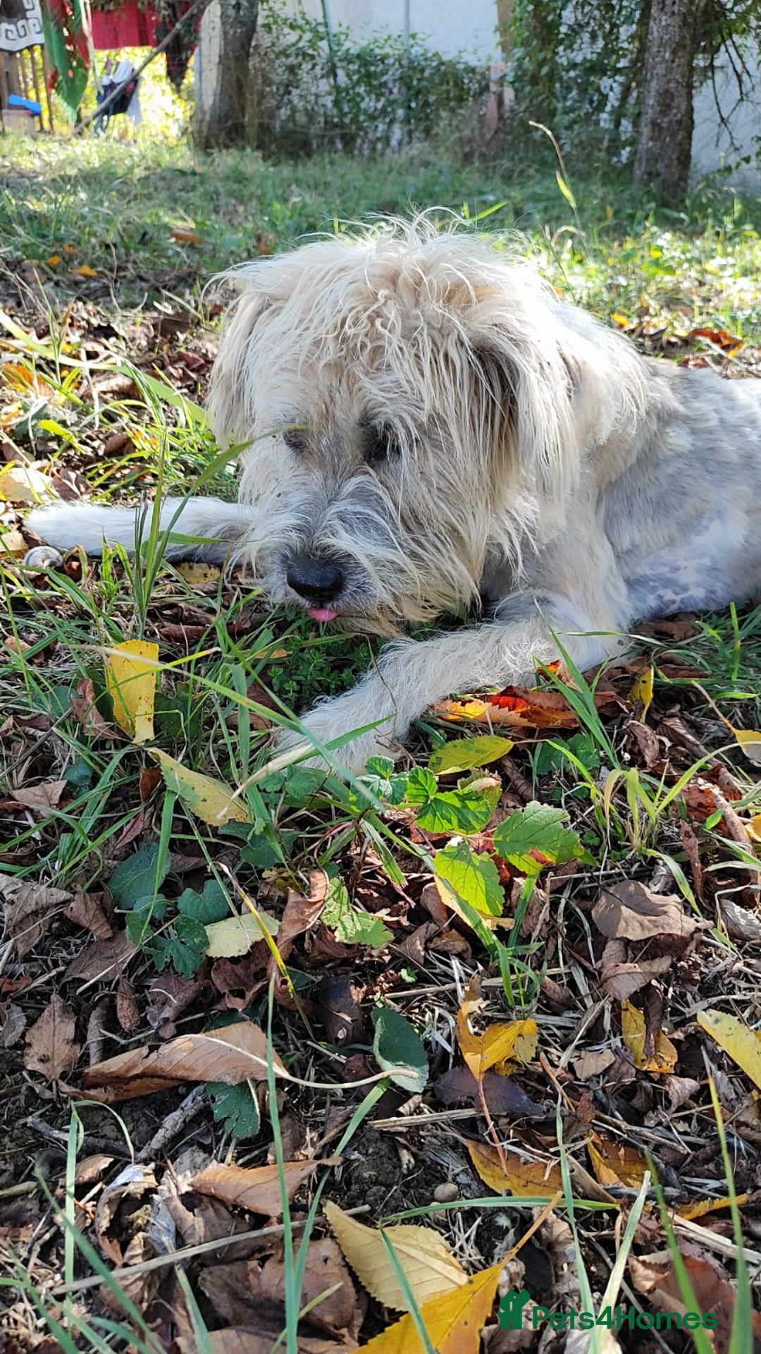 Mixed Breed dogs for adoption: Randolph, 2 - 3 yrs. Available for adoption. - Image 32