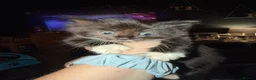 Mixed Breed cats for sale: 1 male 2 female kittens for sale - Advert 4