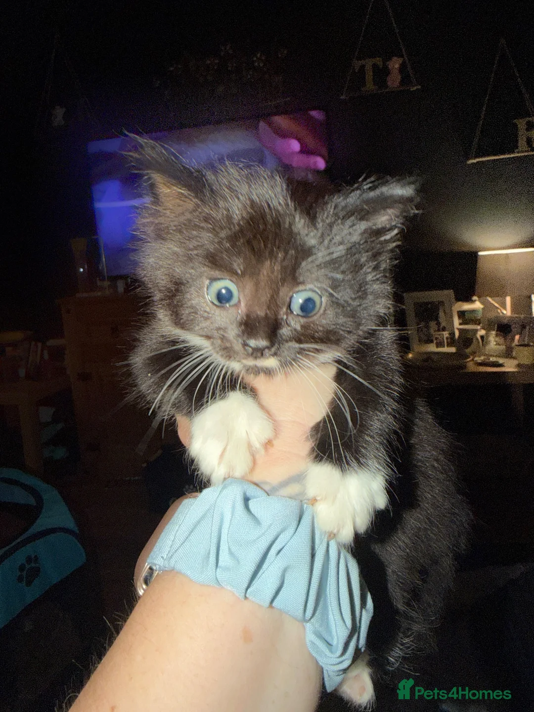 Mixed Breed cats for sale: 1 male 2 female kittens for sale - Advert 4