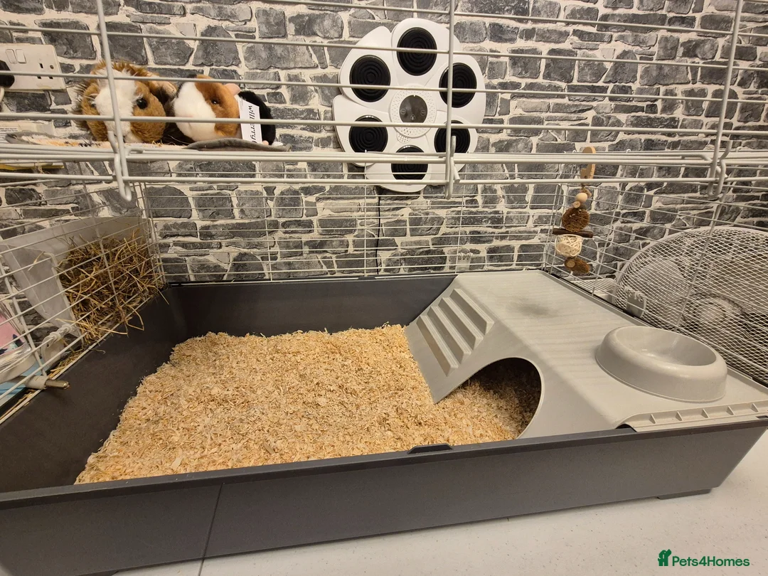Guinea Pig rodents for sale: Female guinea pig  - Advert 5