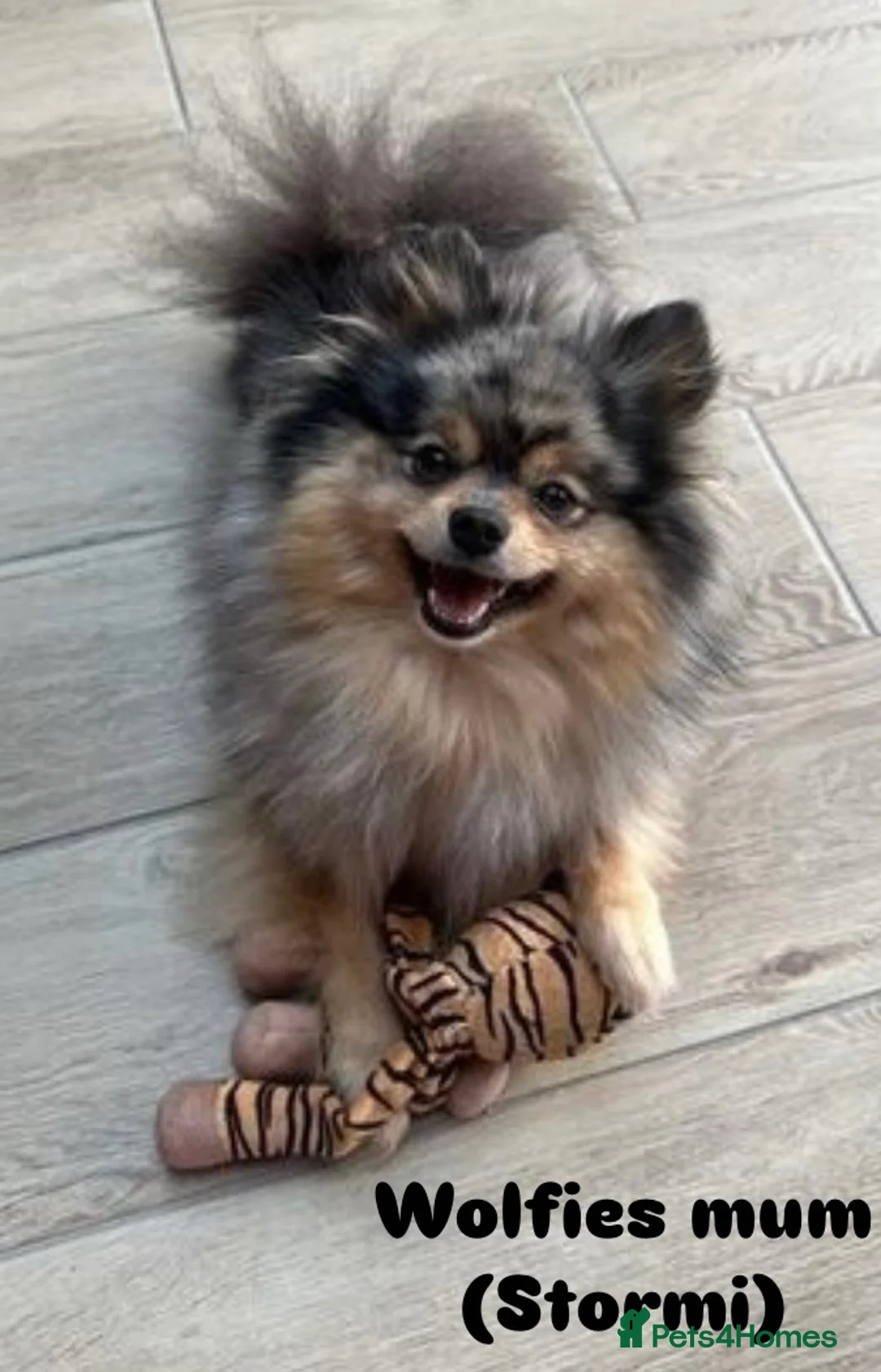 Pomeranian dogs for stud: Merle Pomeranian Stud  in Liverpool - Advert 8