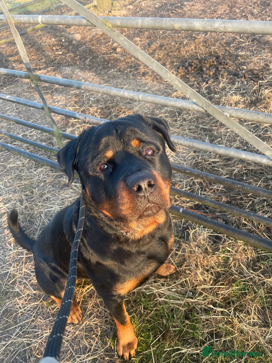 Rottweiler dogs for sale: Male Rottweiler 2 years old  - Image 2