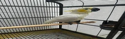 Parrots birds for sale: Baby beautiful crested cockatoo perfect tame  in London - Advert 5