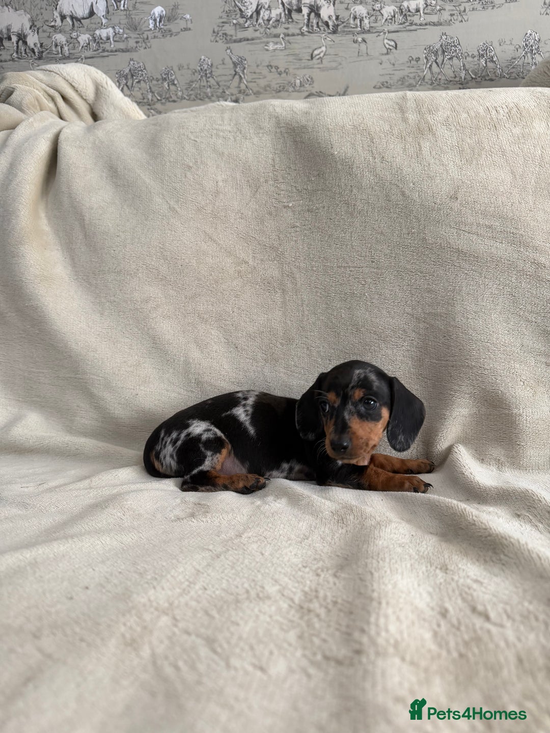 Dachshund dogs for sale: 3 Beautiful Dachshund puppy’s for sale - Advert 4