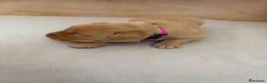 Dark Pink Collar Girl