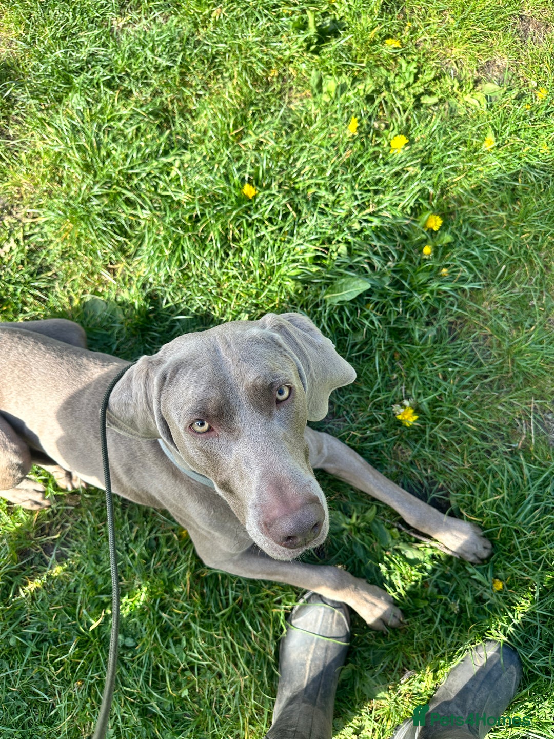Weimaraner dogs for stud: KC Weimaraner for stud  - Advert 11