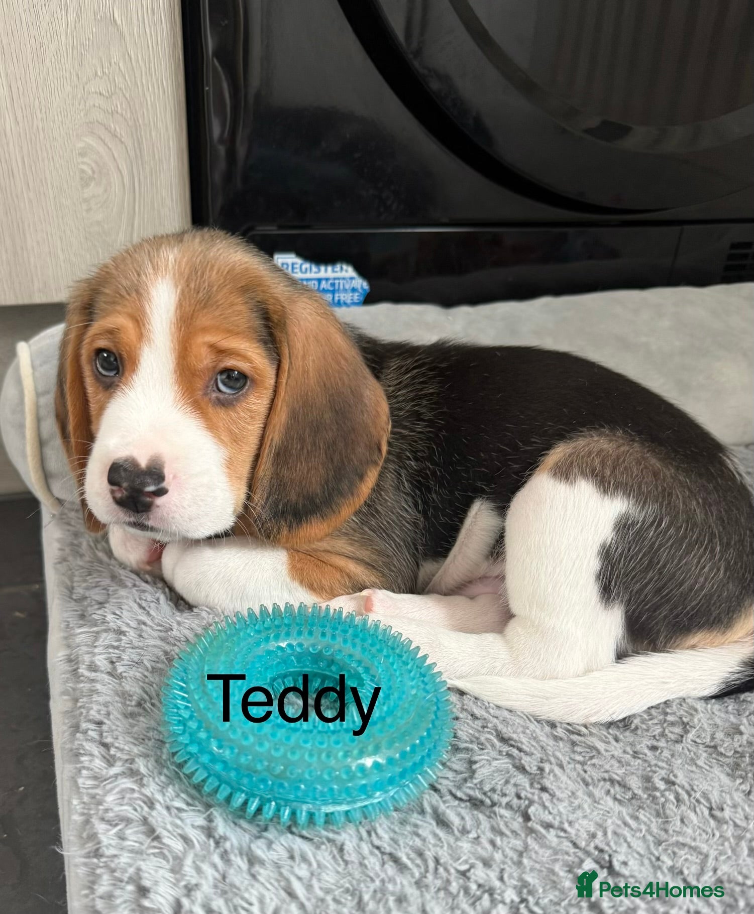 Beagle dogs Beagle puppies  - Advert 3