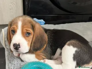 Beagle dogs Beagle puppies - Advert 3