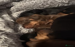 Dachshund dogs for sale: Long haired dachshund puppies  - Image 3