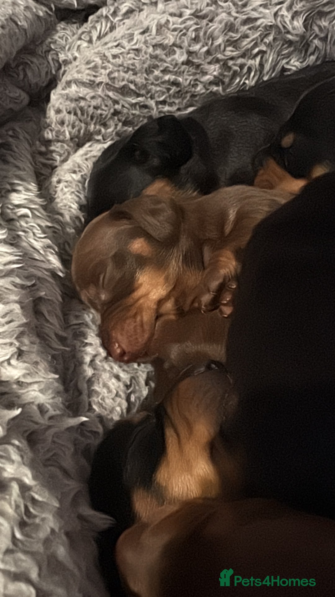 Dachshund dogs for sale: Long haired dachshund puppies  - Image 3