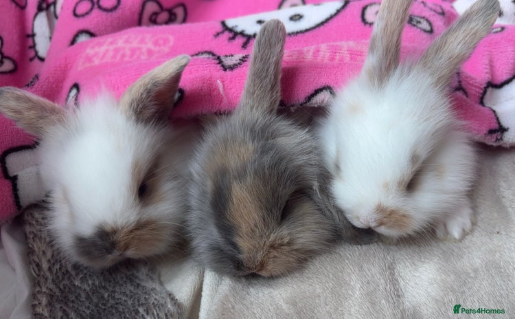 Netherland Dwarf rabbits - Advert 1