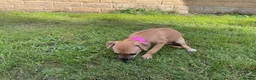 Italian Greyhound dogs for sale: Royal kennel club registered  - Advert 21