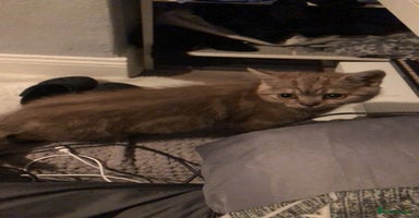 British Shorthair cats - Advert 2