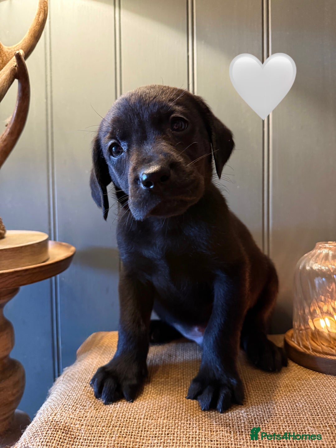 Labrador Retriever dogs for sale: LABS OUTSTANDING HEALTH STATUS- 283 DNA - Image 2