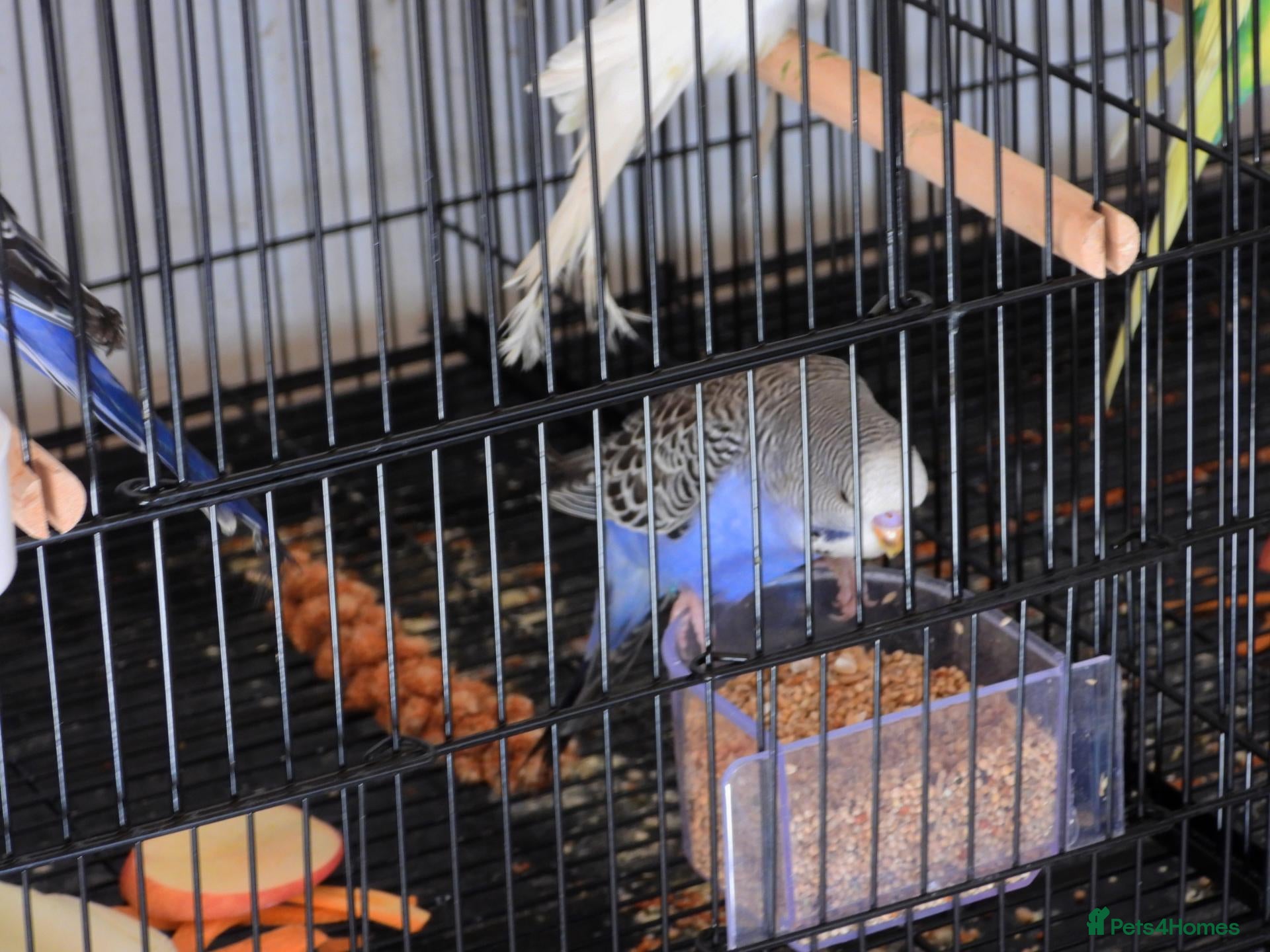 Budgerigars birds New Stock Budgies - Advert 1