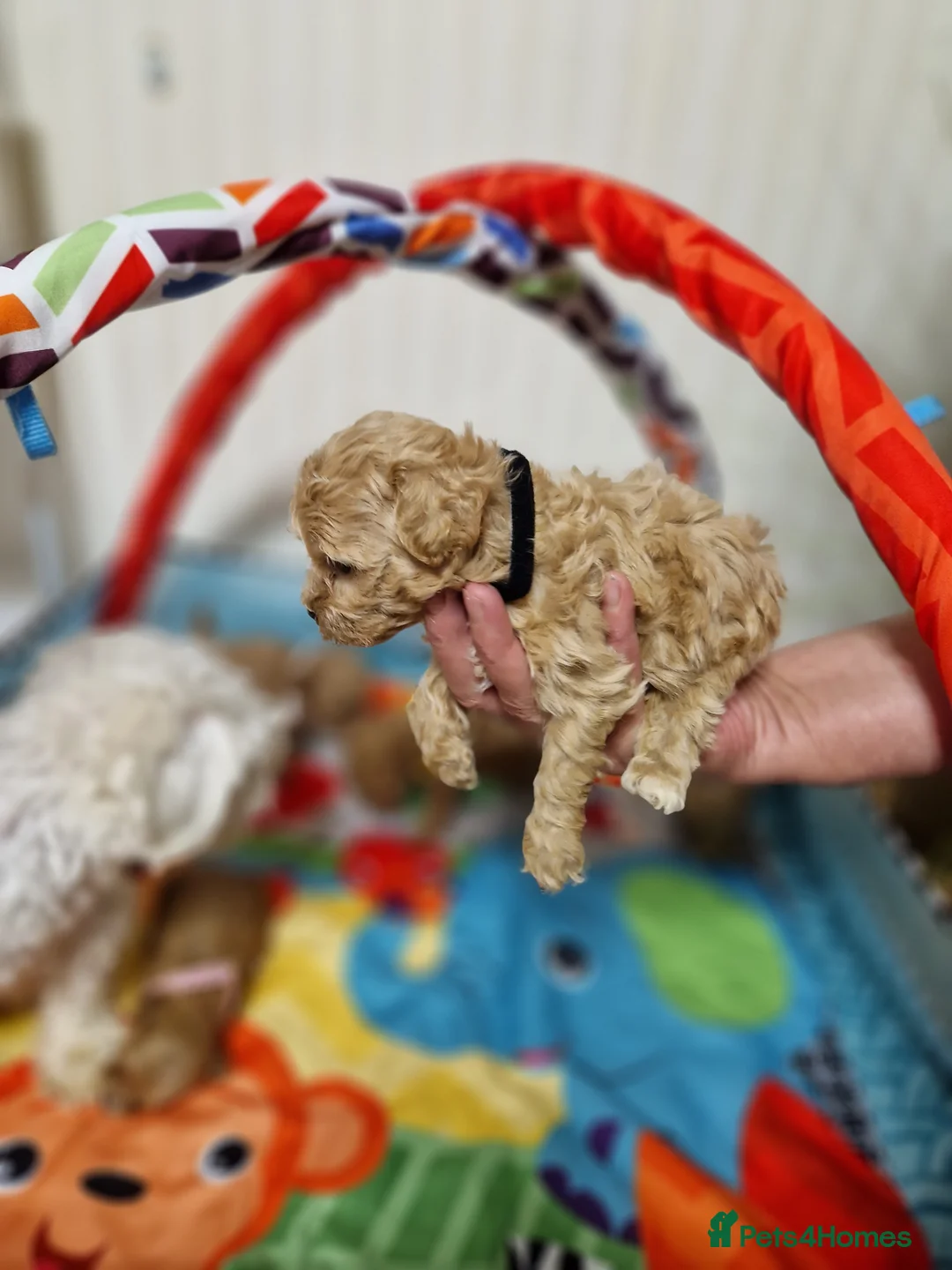 Maltipoo dogs for sale: F1  **  Maltipoo Puppies 🥰 in Dagenham - Advert 2