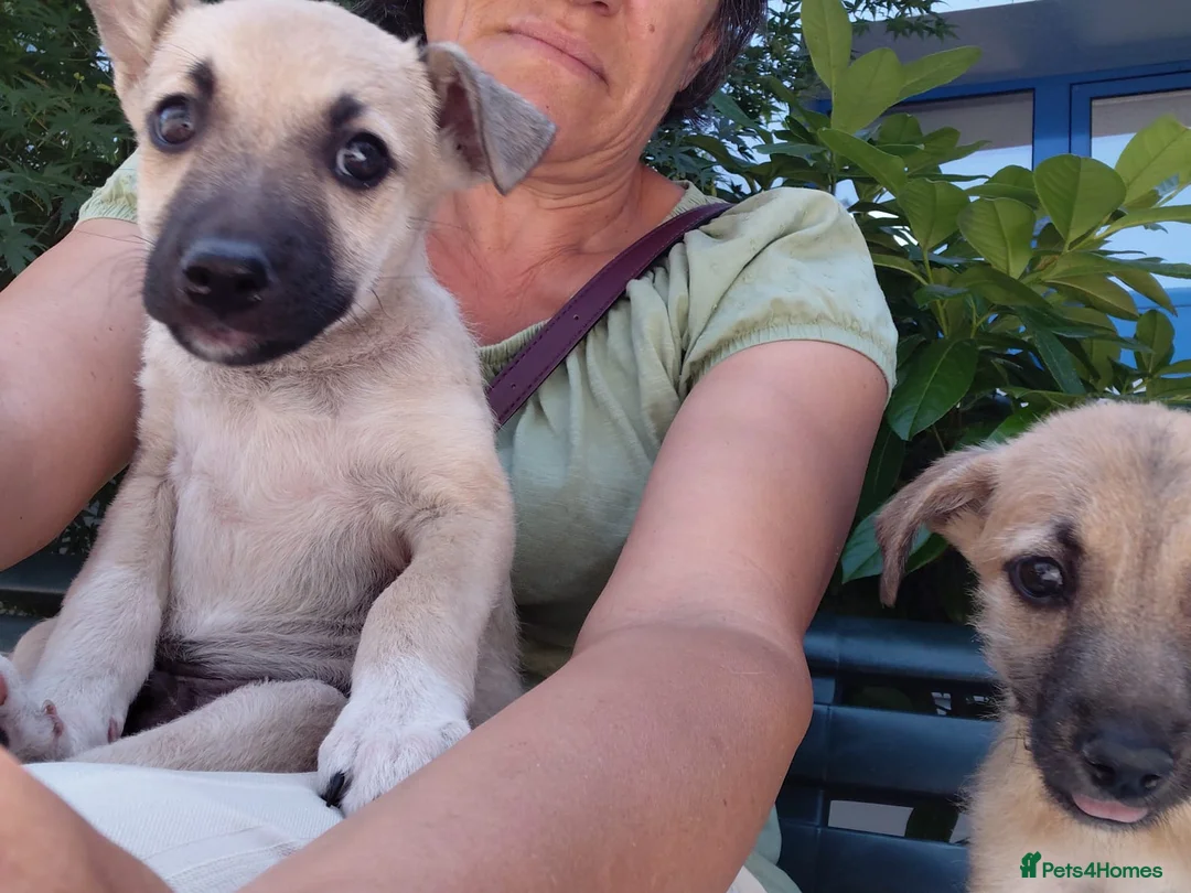 Mixed Breed dogs for adoption: OZZY, a Lovely Puppy Boy - for a Loving Home - Advert 11