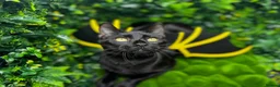Egyptian Mau cats for sale: TICA Registered Smoke Egyptian Mau last 2 females  - Advert 2